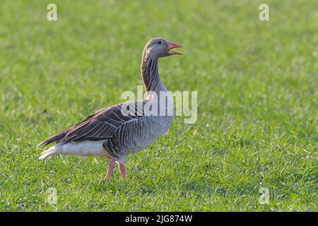 L'oca grigielag (Anser anser) su un campo di grano in primavera, aprile, Assia, Germania, Germania Foto Stock