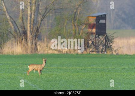 Roebuck (Capreolus capreolus) in un campo di grano in primavera, sullo sfondo una pelle rialzata, aprile, Assia, Germania, Europa Foto Stock