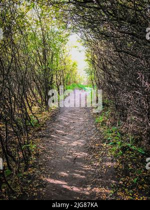 Albero, percorso, baldacchino, Holnis, Glücksburg, Schleswig-Holstein, paesaggio, autunno, Germania settentrionale, Germania Foto Stock