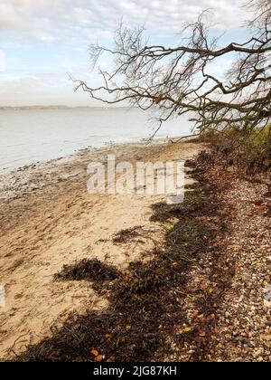 Albero, pietre, spiaggia, Holnis, Glücksburg, Schleswig-Holstein, paesaggio, autunno, Germania settentrionale, Germania Foto Stock