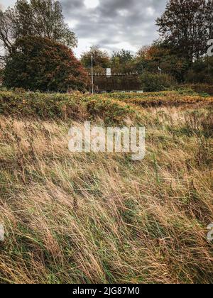 Holnis punta, casa, erbe, Holnis, Glücksburg, Schleswig-Holstein, paesaggio, autunno, Germania settentrionale, Germania Foto Stock