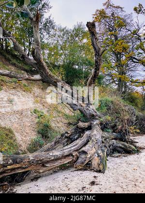 Holnis punto, albero, legno morto, spiaggia, Holnis, Glücksburg, Schleswig-Holstein, paesaggio, autunno, Germania settentrionale, Germania Foto Stock