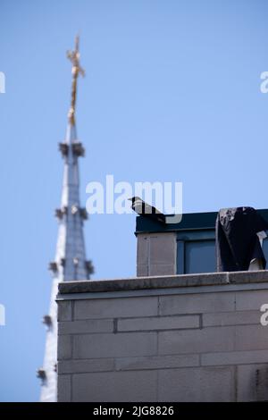 Un colpo verticale di corvo comune appollaiato sulla parte superiore dell'edificio con la torre della chiesa sfocata sullo sfondo Foto Stock