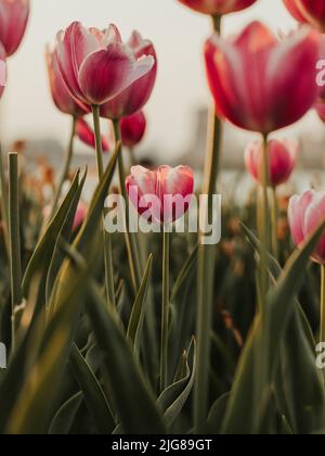 Un primo piano di tulipani rosa in un campo al tramonto Foto Stock