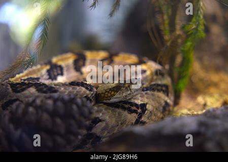 Una messa a fuoco morbida di un rattlesnake di legno arricciato circondato da poche foglie Foto Stock