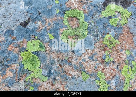 Italia, Trentino, provincia di Trento, Juribrutto, Lichen su una roccia vicino al laghetto alpino Foto Stock