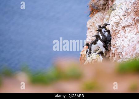 Guillemots comune Helgoland, Contea di Pinneberg, Schleswig-Holstein, Germania, Europa Foto Stock