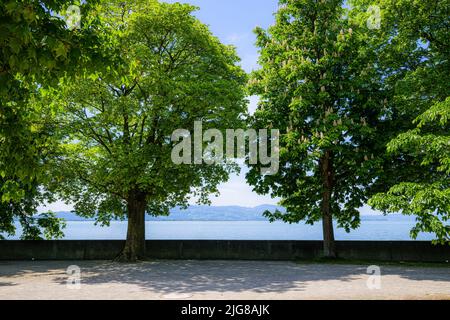 Lago di Costanza, vista ovest dal parco, Lindau Island, Reutin, Swabia, Germania, Europa Foto Stock