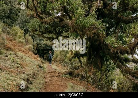 Una giovane donna che cammina nella foresta di Fanal piena di splendidi alberi, isola di Madeira, Portogallo Foto Stock