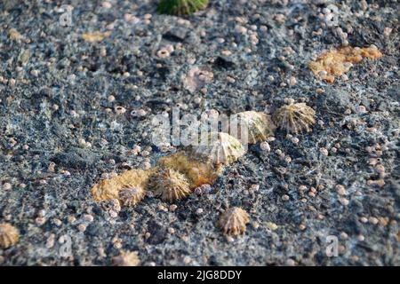 Colonia di animali domestici sulla spiaggia di Dun Laoghaire, Contea di Dublino, Irlanda Foto Stock