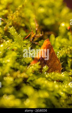 Foglie cadute sul pavimento della foresta, la natura nel dettaglio, la foresta ancora vita Foto Stock