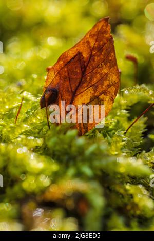 Foglie cadute sul pavimento della foresta, la natura nel dettaglio, la foresta ancora vita Foto Stock