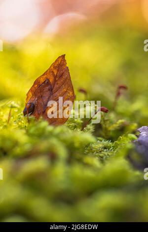 Foglie cadute sul pavimento della foresta, la natura nel dettaglio, la foresta ancora vita Foto Stock