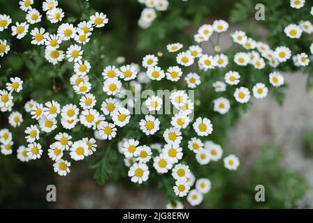 Una vista dall'alto di fiori selvatici a margherita che crescono accanto ad un torrente d'acqua Foto Stock