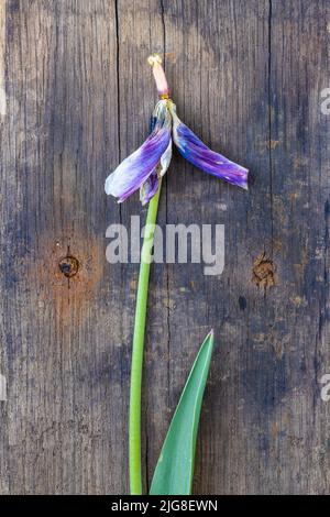 Un tulipano sbiadito su sfondo di legno Foto Stock