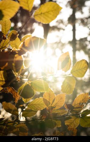 Un primo colpo verticale del sole che brilla attraverso rami di albero Foto Stock