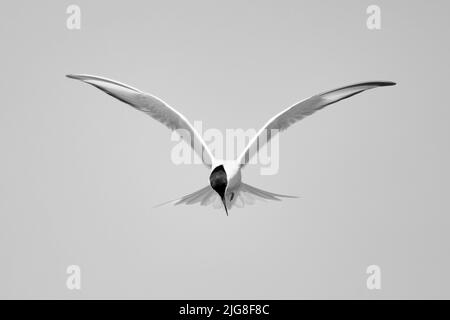 Europa, Germania, Schleswig-Holstein, Hallig Hooge, Terna comune, Sterna hirundo, in volo Foto Stock