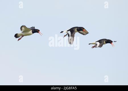 Europa, Germania, Schleswig-Holstein, Hallig Hooge, ostercatcher, Haematopus ostralegus, tre, vola Foto Stock