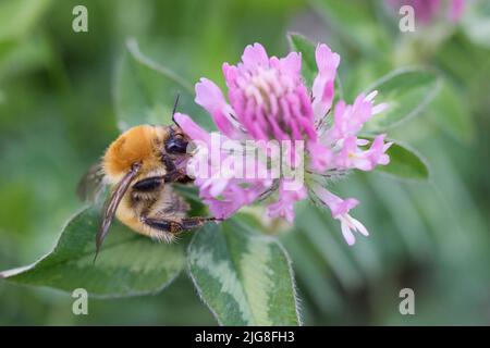 Bumblebee, muschio di muschio, muscorum di Bombus Foto Stock