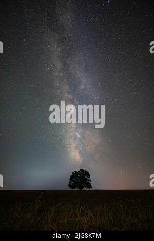 Via lattea e quercia solitaria nel campo Foto Stock