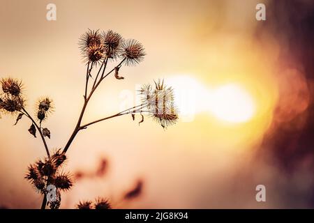 Un primo piano di calcarei contro lo sfondo sfocato del cielo del tramonto Foto Stock