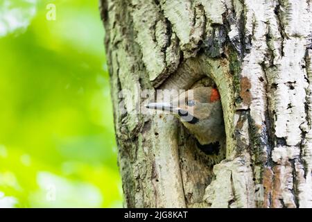 Baby sfarfallio nord (Colaptes auratus) al nido Foto Stock