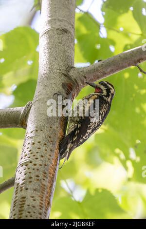 Zaffettatrice con ornamento giallo maschile (Sphyrapicus varius) in estate Foto Stock