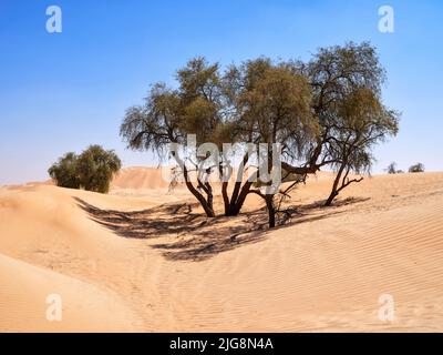 Sulla strada tra le dune del Rub-al-Khali, Oman. Foto Stock