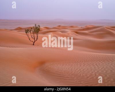 Sulla strada tra le dune del Rub-al-Khali, Oman. Foto Stock