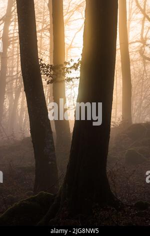 Il sole sorge dietro i gambi nella faggeta Foto Stock
