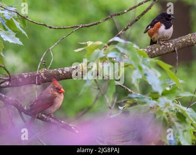Uccello cardinale settentrionale (Cardinalis cardinalis) e tovagliolo orientale seduto su un ramo di albero su uno sfondo sfocato Foto Stock