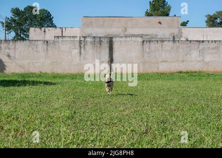 Buon cane a pelo corto che corre sul prato con una palla in bocca in una bella giornata di sole. Tipico cane brasiliano del colore caramello mutt. Foto Stock