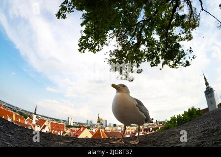 Tallinn, Estonia. Luglio 2022. Un gabbiano nella piattaforma di osservazione Kohtuotsa nel centro della città Foto Stock