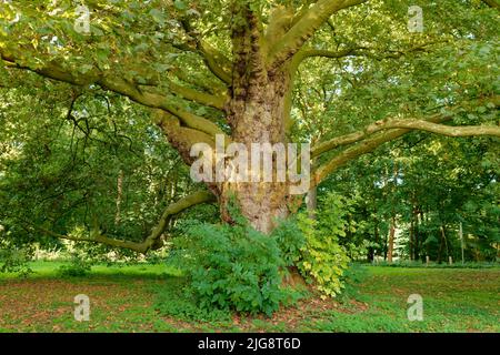 Europa, Germania, Renania settentrionale-Vestfalia, Colonia, foresta comunale, Albero, platano europeo, Platanus x hispanica, retroilluminazione Foto Stock