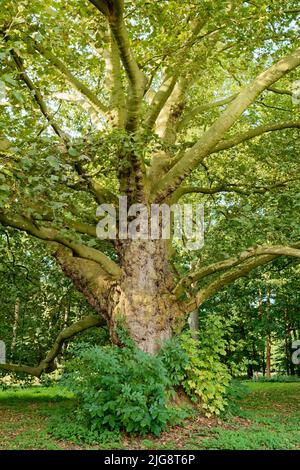 Europa, Germania, Renania settentrionale-Vestfalia, Colonia, foresta comunale, Albero, platano europeo, Platanus x hispanica, retroilluminazione Foto Stock