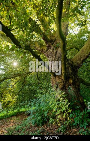 Europa, Germania, Renania settentrionale-Vestfalia, Colonia, foresta comunale, Albero, platano europeo, Platanus x hispanica, retroilluminazione Foto Stock