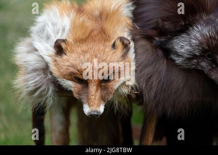 Pelliccia di volpe, volpe ripiena Foto Stock