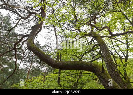 Faggio rosso con fogliame verde chiaro fresco e tronchi intrecciati di pino scozzese, primavera, Parco Naturale Pfälzerwald, Riserva della Biosfera Pfälzerwald-Nordvogesen, Germania, Renania-Palatinato Foto Stock