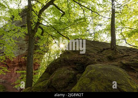 Atmosfera mattutina presso le rocce del vecchio castello, formazione rocciosa di arenaria rossa nei pressi di Eppenbrunn, faggeta nel verde primaverile, Parco Naturale di Pfälzerwald, Riserva della Biosfera di Pfälzerwald-Nordvogesen, Germania, Renania-Palatinato Foto Stock