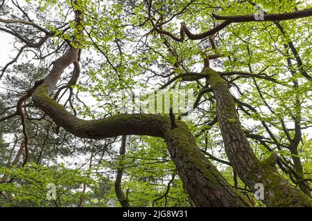 Faggio rosso con fogliame verde chiaro fresco e tronchi intrecciati di pino scozzese, primavera, Parco Naturale Pfälzerwald, Riserva della Biosfera Pfälzerwald-Nordvogesen, Germania, Renania-Palatinato Foto Stock