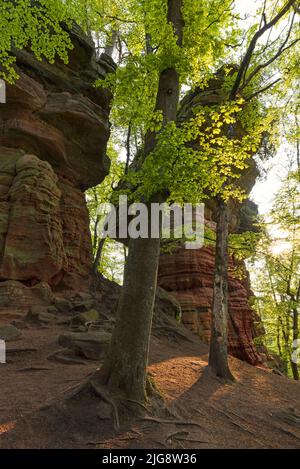 Atmosfera mattutina presso le rocce del vecchio castello, formazione rocciosa di arenaria rossa nei pressi di Eppenbrunn, faggeta nel verde primaverile, Parco Naturale di Pfälzerwald, Riserva della Biosfera di Pfälzerwald-Nordvogesen, Germania, Renania-Palatinato Foto Stock