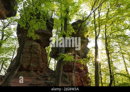 Atmosfera mattutina presso le rocce del vecchio castello, formazione rocciosa di arenaria rossa nei pressi di Eppenbrunn, faggeta nel verde primaverile, Parco Naturale di Pfälzerwald, Riserva della Biosfera di Pfälzerwald-Nordvogesen, Germania, Renania-Palatinato Foto Stock