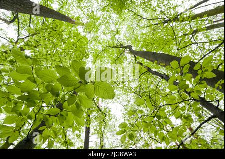 Vista sul baldacchino di faggi di rame, foglie di verde chiaro fresco in primavera, Pfälzerwald Parco Naturale, Pfälzerwald-Nordvogesen Riserva della Biosfera, Germania, Renania-Palatinato Foto Stock