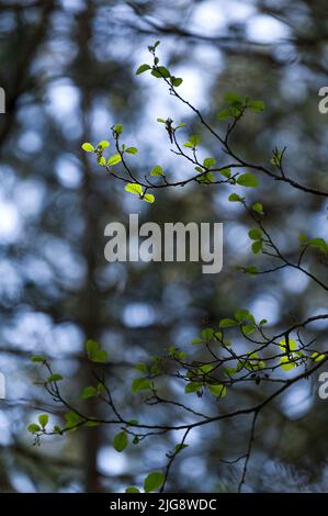 Giovani foglie di ontano verde chiaro in primavera, parco naturale di Pfälzerwald, riserva della biosfera di Pfälzerwald-Nordvogesen, Germania, Renania-Palatinato Foto Stock