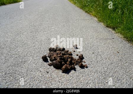 Germania, Baviera, alta Baviera, strada di campagna, distretto di Altötting, escrementi di cavalli su una strada di campagna Foto Stock