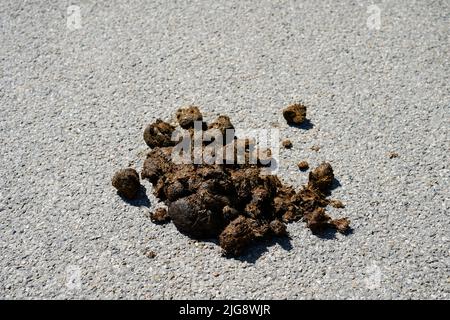 Germania, Baviera, alta Baviera, strada di campagna, distretto di Altötting, escrementi di cavalli su una strada di campagna Foto Stock