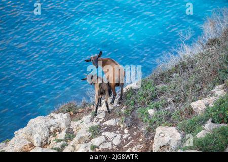 Spagna, Isole Baleari, Maiorca, distretto di Manacor, Cales de Mallorca. Capra di montagna sulle scogliere vicino Cala Antena Foto Stock