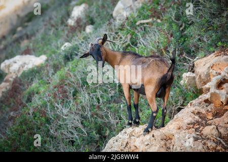 Spagna, Isole Baleari, Maiorca, distretto di Manacor, Cales de Mallorca. Capra di montagna sulle scogliere vicino Cala Antena Foto Stock