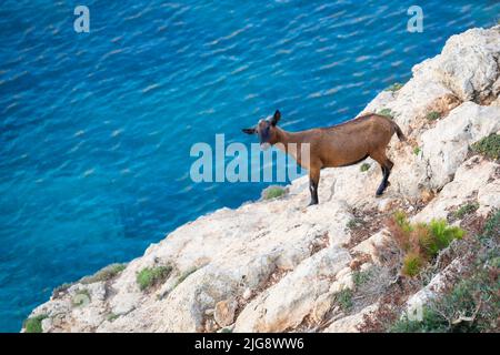 Spagna, Isole Baleari, Maiorca, distretto di Manacor, Cales de Mallorca. Capra di montagna sulle scogliere vicino Cala Antena Foto Stock