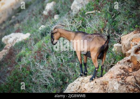 Spagna, Isole Baleari, Maiorca, distretto di Manacor, Cales de Mallorca. Capra di montagna sulle scogliere vicino Cala Antena Foto Stock